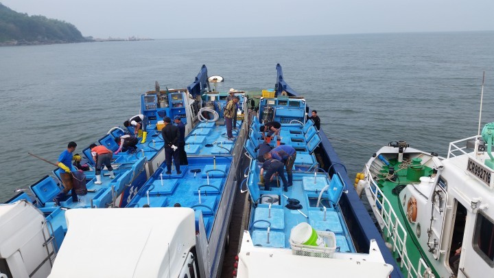  인천시, 우량 참조기 치어 35만미 방류