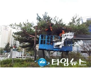 신천대로 교통섬 소나무 가지치기 재능 기부