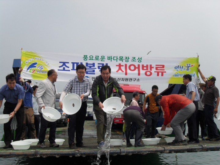 인천시, 조피볼락 치어 40만 마리 방류, 2년후 성체로 성장