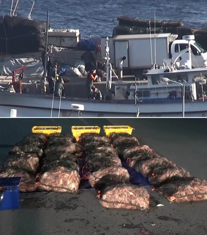 동해안 대게 불법 포획·유통 조직 51명 적발