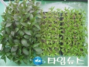  친환경농산물 생산을 위한 유용미생물 공급 개시