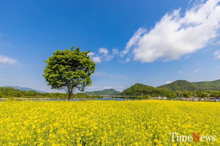 [충주 ‘2026 목계별신제’개최… 전통·현대 어우러진 문화 축제(목계나루 유채꽃밭)]