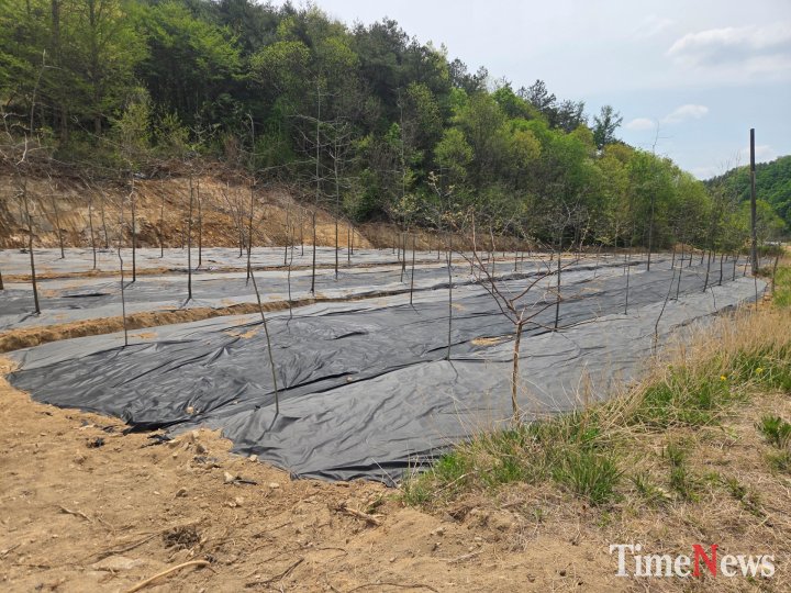 산 절삭 토사로 수m터 매립 조경수 식제 현장