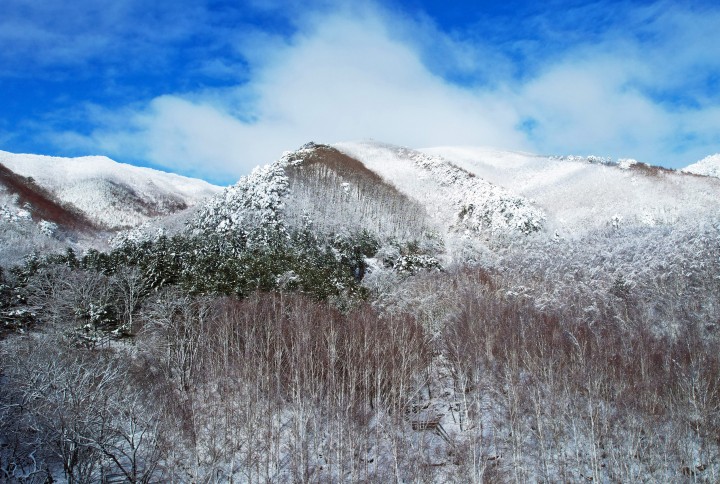영양군 겨울왕국 자작나무숲
