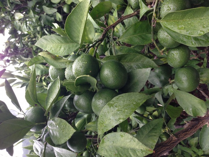 욕지도 청귤 수매