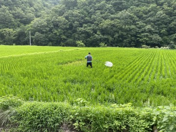 영덕군, '혹명나방·흰등멸구 확산'에 적기 방제 당부
