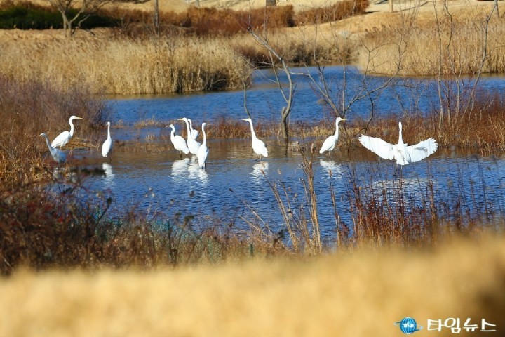  순천만정원 비오톱 인공습지가 자연습지로