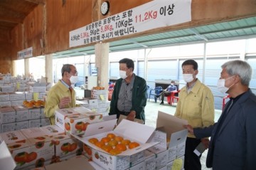 청도반시 올해 농가 수취가격 역대 최고치 달성