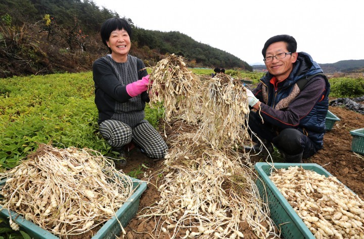 지리산 산청 초석잠 수확