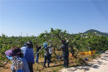 영덕군 공무원, 농번기 일손부족 농가 봉사활동 활발