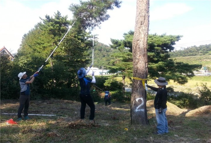 소나무재선충병 피해지 복구에 ‘청신호’