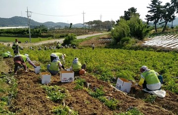 정읍 정우면 노인 일자리 사업, 감자 수확·전달 