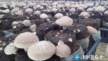 천안시농업기술센터 표고버섯 톱밥배지 생산시스템 농가소득 