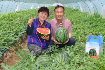 달성군 옥포면 신당리 신동문씨 맛 좋은 옥포수박 출하