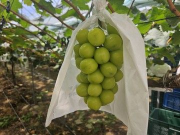 상주시, 샤인머스켓, 본격 수확 시작