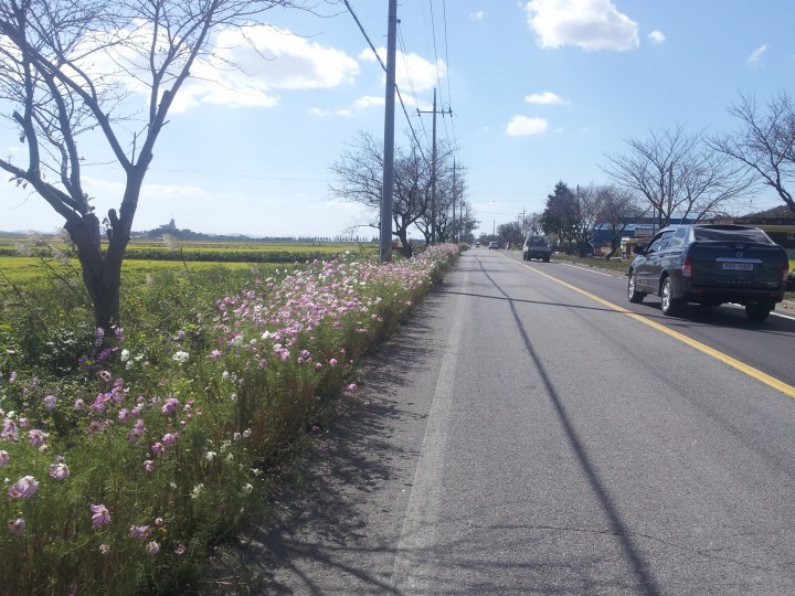 영광군 염산면 도로변 코스모스 꽃길 장관