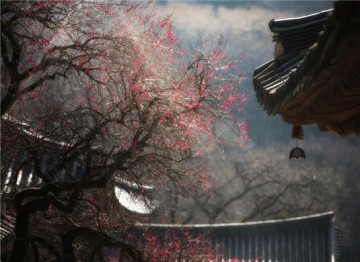 구례 화엄사, 지리산 물들일 홍매 물결 사진과 글로 만나다