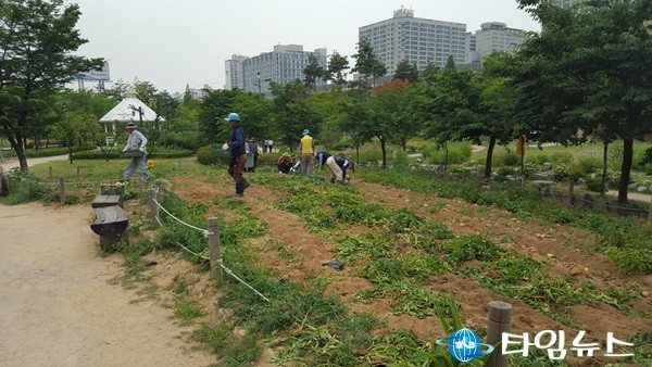 상동호수공원서 수확한 감자 어려운 이웃에 전달