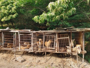 천안시, 불법 개 도살장 경찰에 고발…긴급 분리조치