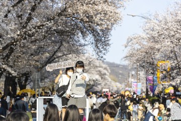 [포토뉴스] 4년 만에 열린 안동벚꽃축제 상춘객 인산인해...