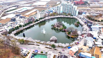  교동 연화지 김천시 벚꽃 명소2주간 18만여 명 다녀가