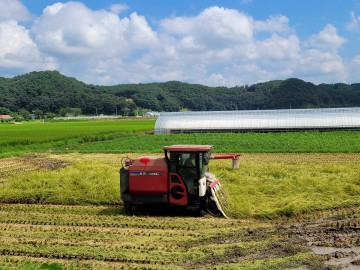 장성군, 올해 조생종 벼 첫 수확