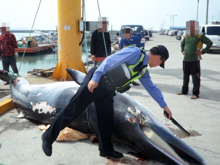  여수해경안전서, 밍크고래 혼획 잇따라 처리