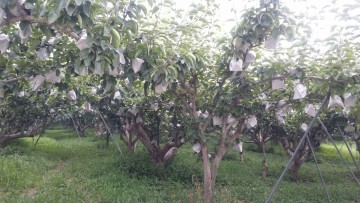 경북 배 주산지 상주시