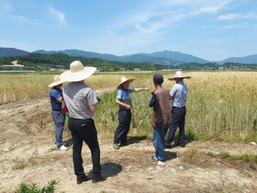 영주시, 사료작물 재배 확대로 한우경쟁력 강화 나서