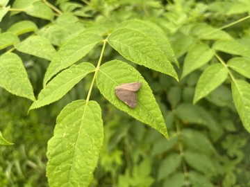 상주시, 돌발해충 성충 우화시기 앞당겨져, 철저한 방제 당부