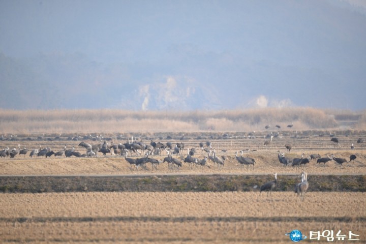 순천시, 순천만 흑두루미 번식지 향한 여정 채비