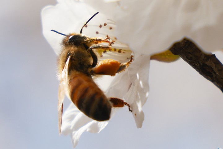 충북, 한낮 25도 ‘완연한 봄’... 벚꽃 속 꿀벌의 분주한 발길