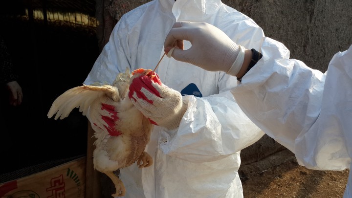 인천시, 추석 명절에도 AI 청정도시 지키기에 총력