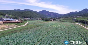 한동수 청송군수는 청송 주왕산 입구 연꽃 활짝 관광객 눈길 사로잡아