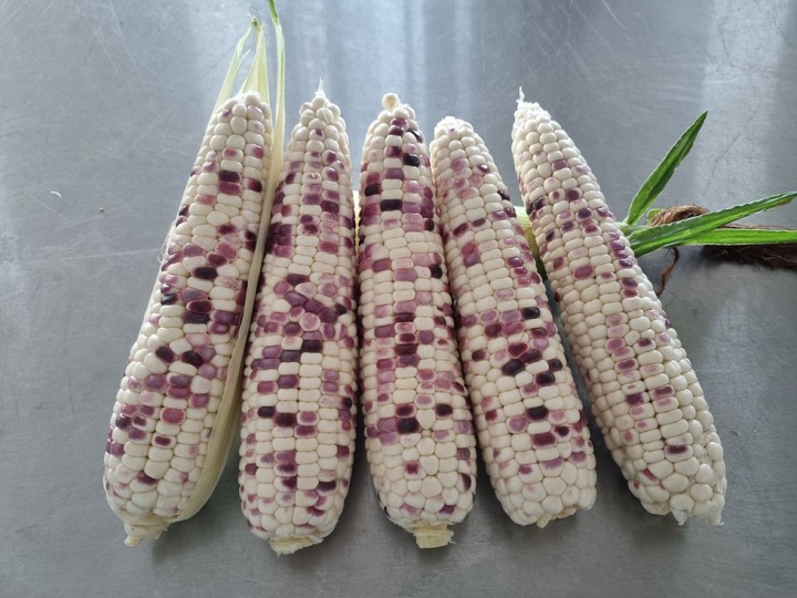 여수시, ‘얼룩찰1호’ 활용한 2기작 옥수수 시범재배 성공