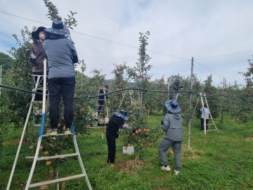 의성군, 공무원·유관기관 등 가을 일손돕기 구슬땀