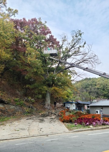 생활권 주변 재해우려목 제거사업 시행