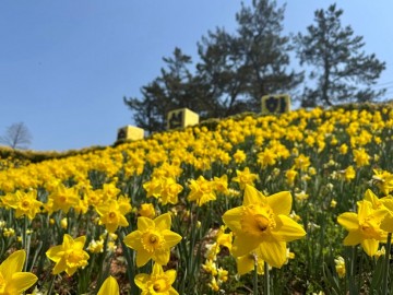 신안군, ‘2026 섬 수선화 축제’ 개막  