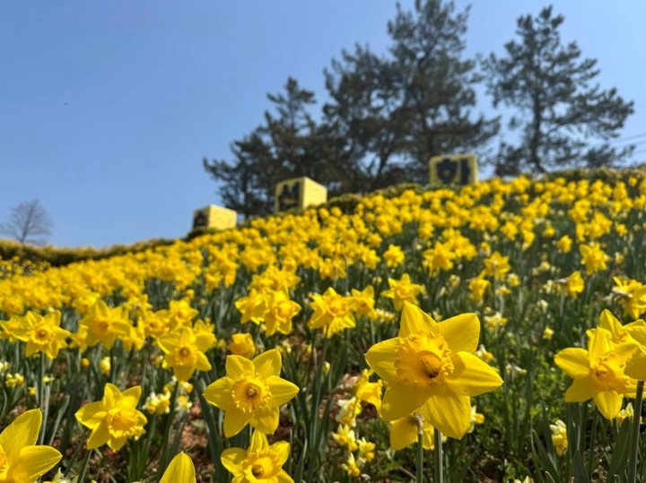 신안군, ‘2026 섬 수선화 축제’ 개막  