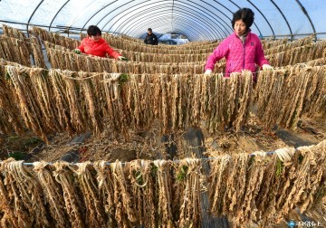 영양식품 '시래기(무순)' 건조 한창