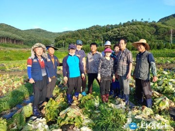 무공봉사회, 배추 농가 일손돕기 봉사로 구슬땀