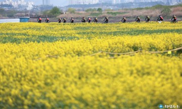 [포토] 영산포 유채꽃밭 라이딩