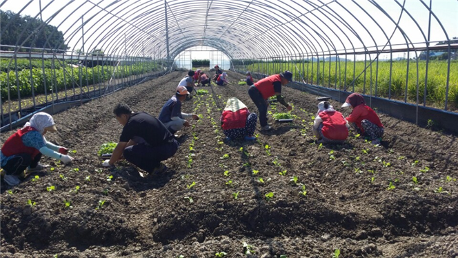 군산시 옥구읍, 연말 ‘사랑의 김장김치’에 사용할 배추 심기 나서 