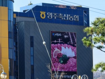 영주축산농협 한우운송비 일방적 기습인상 축산농가 살림위기론..
