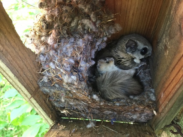 순천만(야산)에서 멸종위기종『하늘다람쥐』서식지 발견
