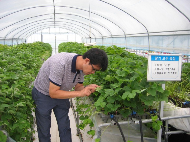 강진군, 딸기 농업인 위해 우량묘 생산 시스템 개발