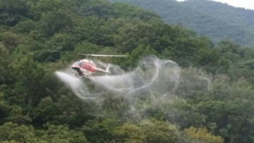 보성군, 산림청 헬기이용 밤나무 항공방제 실시