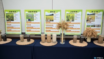 충북농기원 자체 육성 벼 ‘충북1호’, 식미 평가 최고점