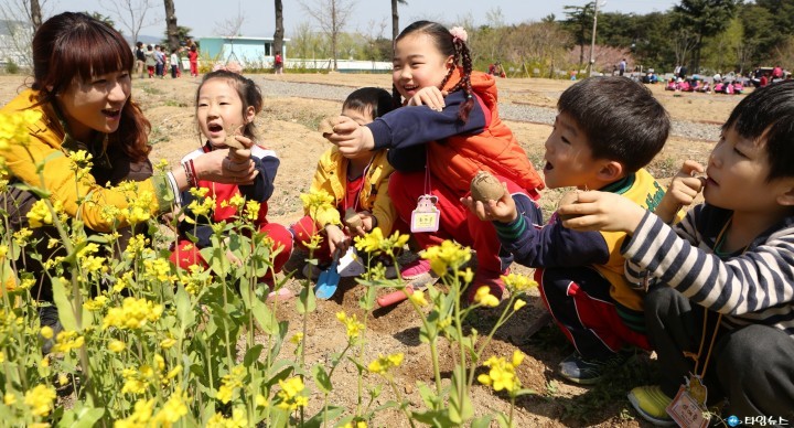  내가 심은 감자! 벌써 맛보고 싶어요