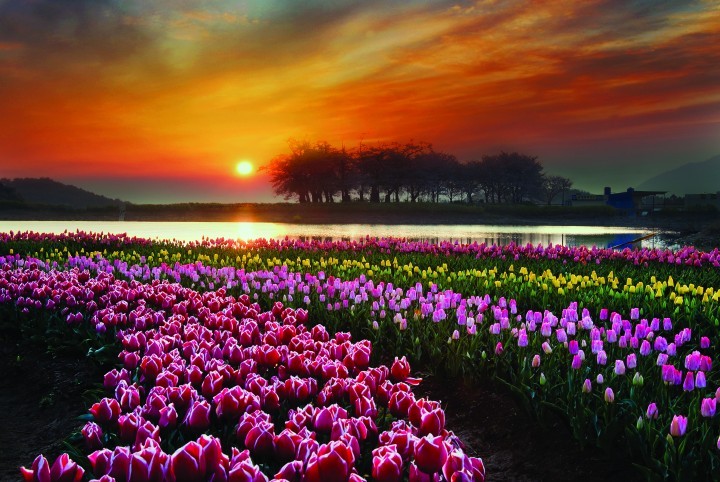 경남 남해군, “보물섬 꽃잔치 놀러오세요”